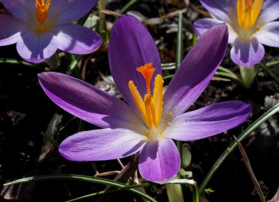 Šafrán (krokus) Tommasiniho