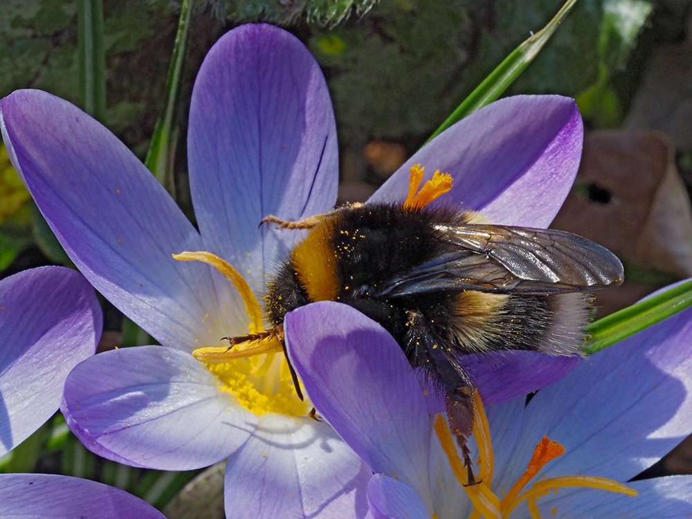 /Krokus a probuzená čmeláčí matka druhu čmelák hájový. /Krokus a probuzená čmeláčí matka druhu čmelák hájový.