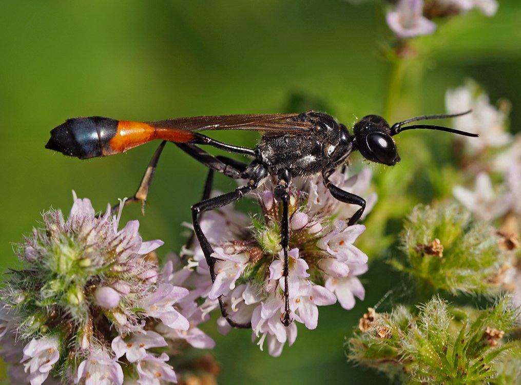 /Kutilka písečná na květech máty.