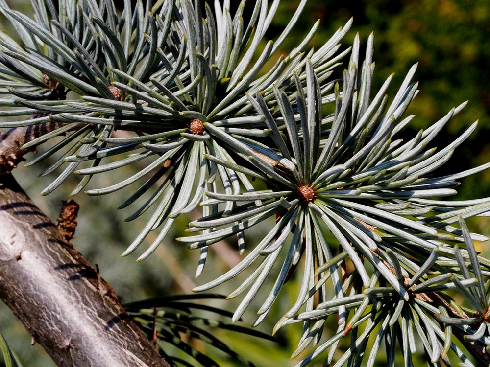 /Cedr, stříbrný kultivar, detail jehličí. /Cedr, stříbrný kultivar, detail jehličí.