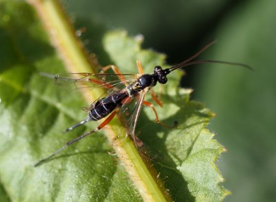 Lumek Phytodietus