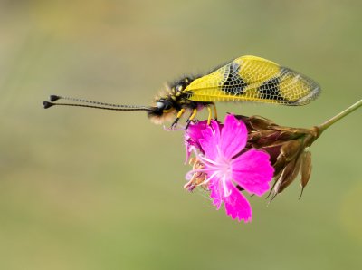 Fotografie rostlin a hmyzu z výletu do CHKO Český kras.