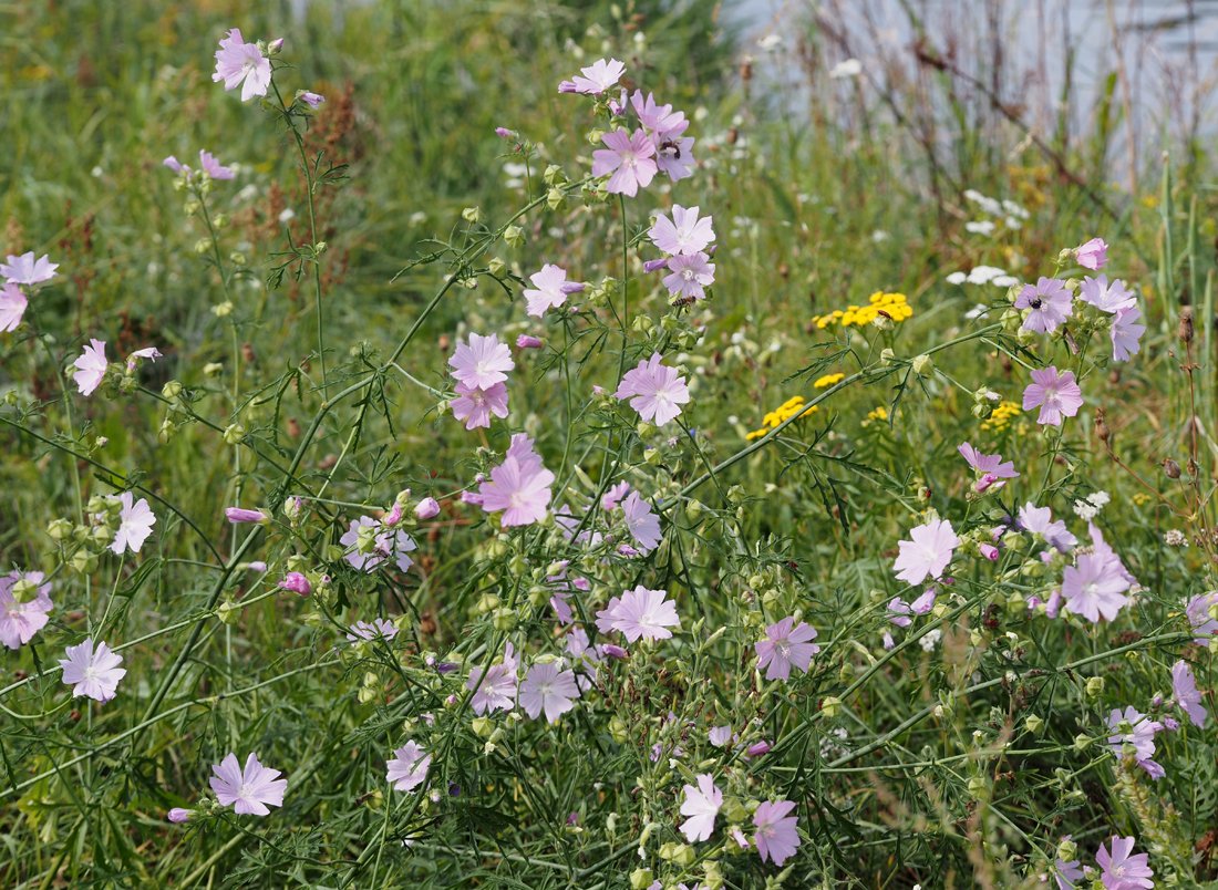 /Malva alcea - kvetoucí rostliny v srpnu. /Malva alcea - kvetoucí rostliny v srpnu.