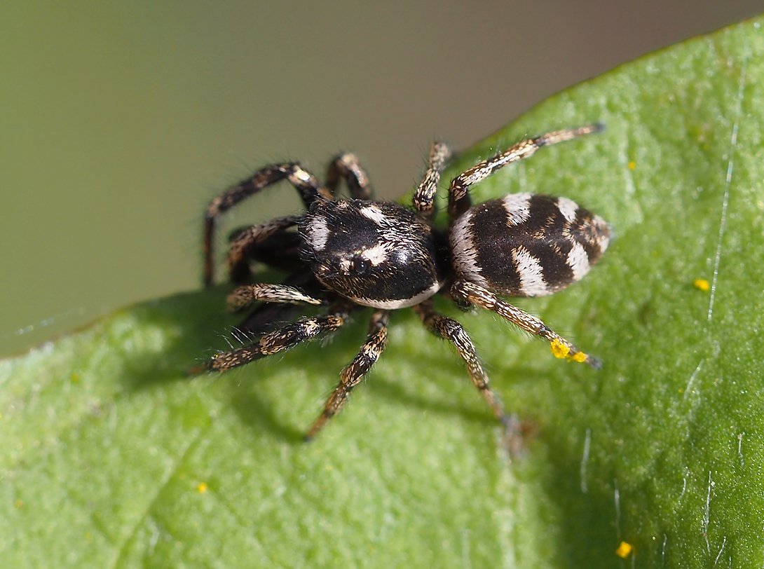 /Skákavka, malá očka na hlavohrudi. /Skákavka, malá očka na hlavohrudi.