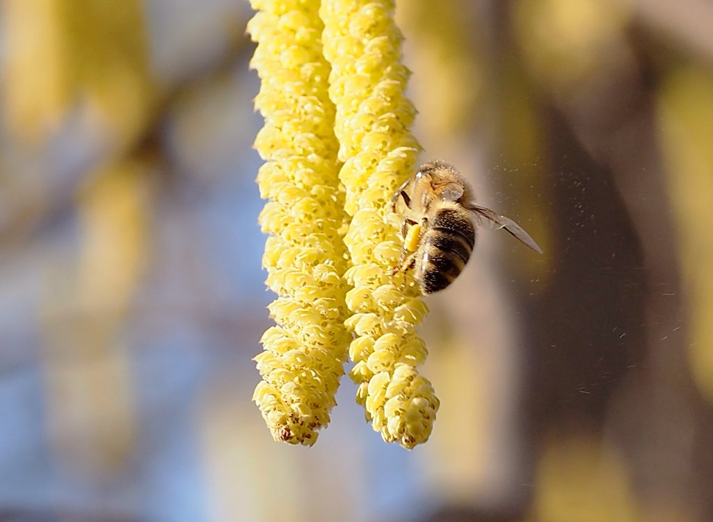/Líska, včela sbírá pyl na jehnědě.