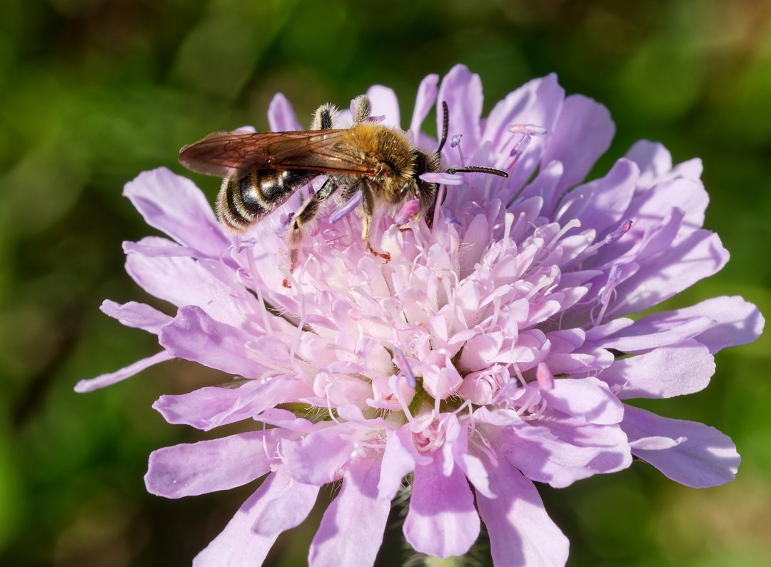 /Andrena hattorfiana, sameček.