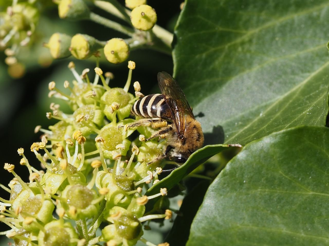 /Colletes hederae, samička mezi květy a listem břečťanu.