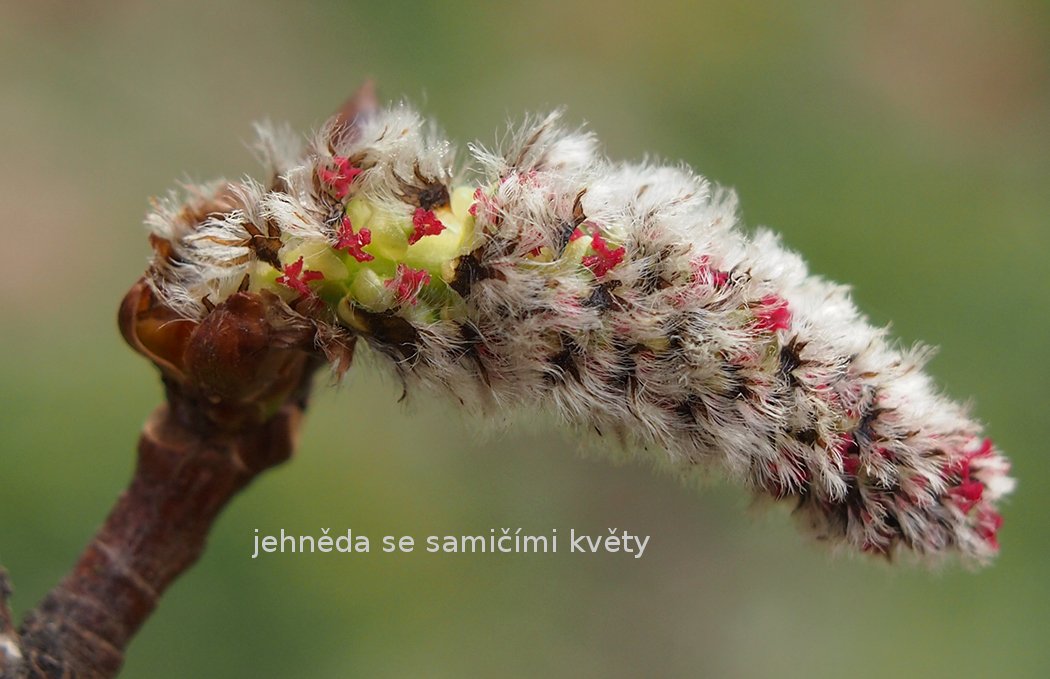 /Jehněda se samičími květy. /Jehněda se samičími květy.