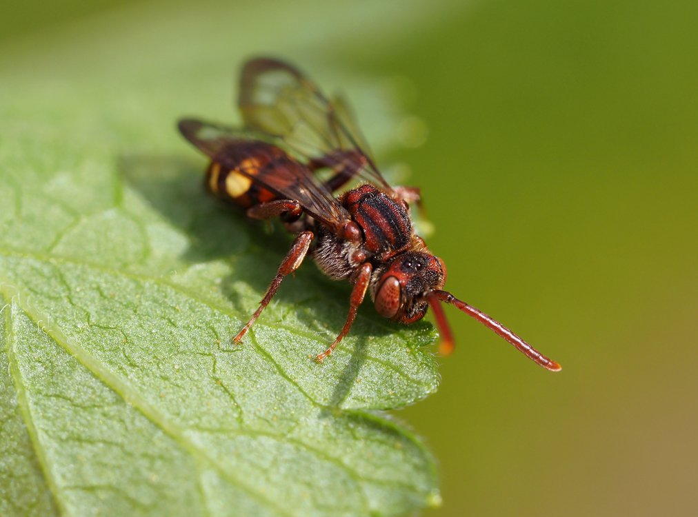 /Nomada ruficornis, květen 2021.