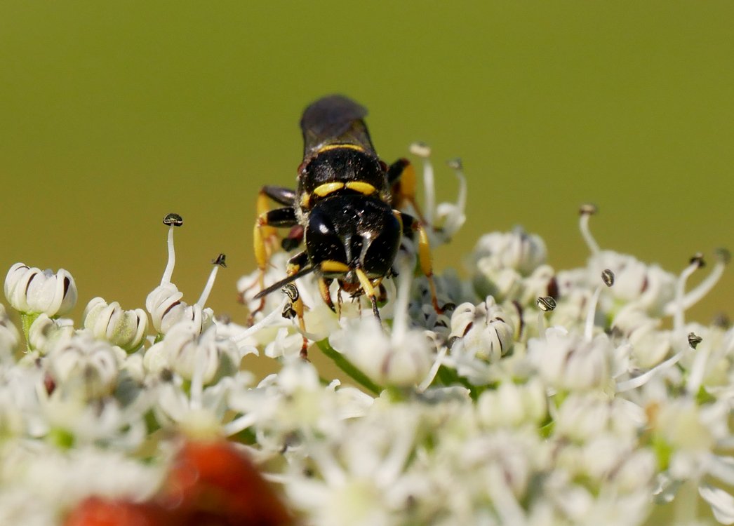 /Ectemnius lituratus, kusadla.