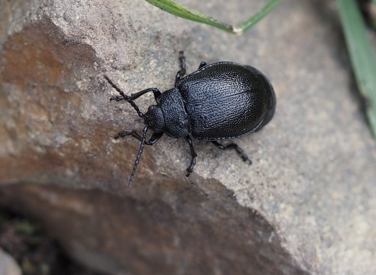 /Bázlivec vratičový na skalní stepi nad kamenolomem.