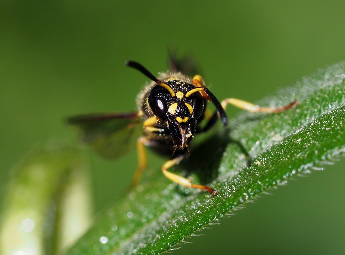 /Hrnčířka Ancistrocerus, portrét s kusadly.
