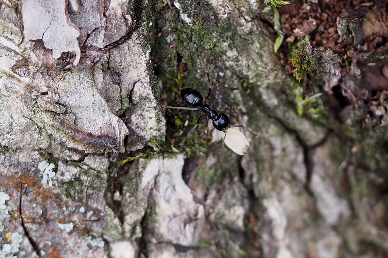 /Lasius fuliginosus, dělnice vynáší odpad pryč od hnízda.
