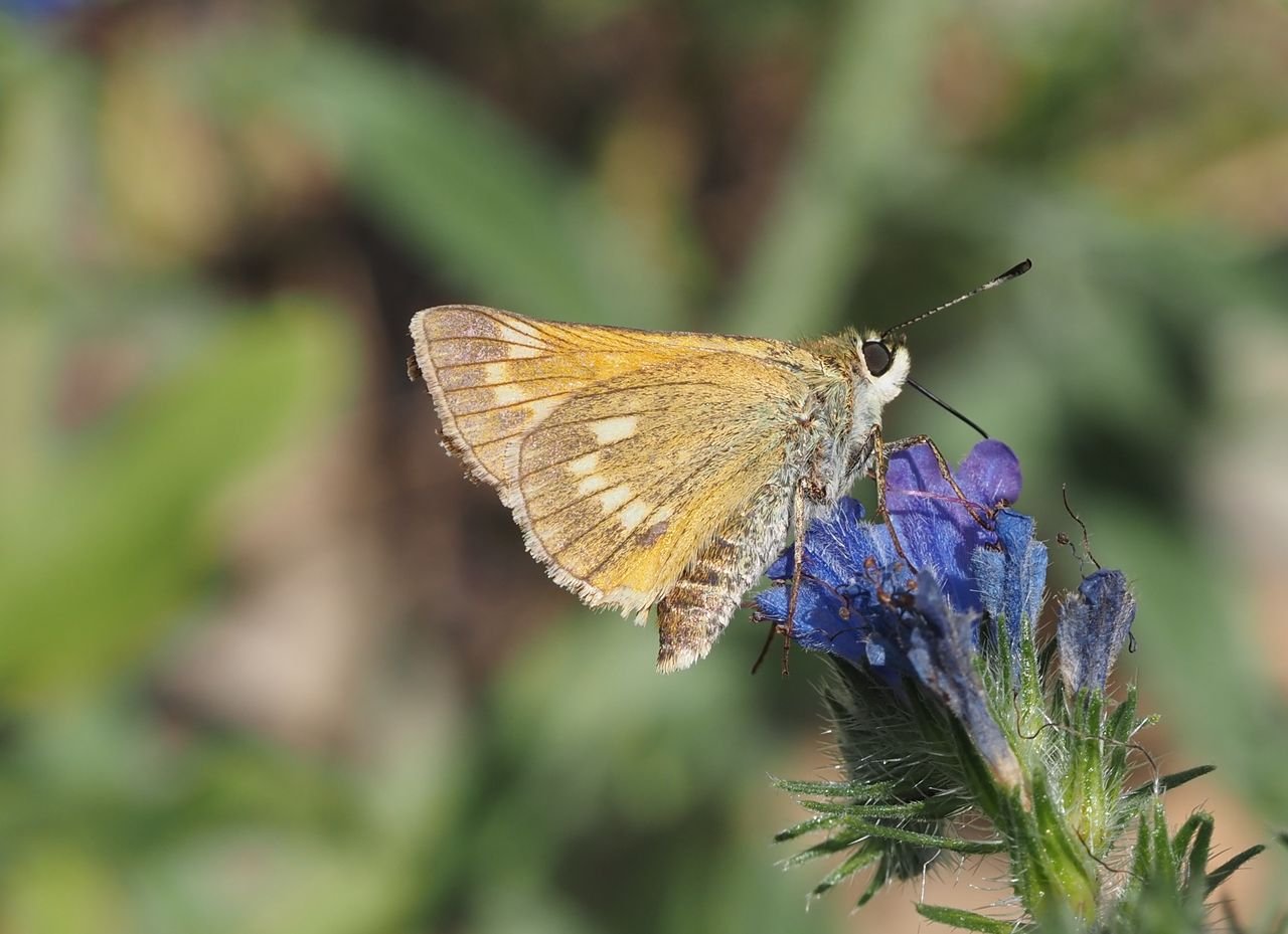 /Motýl soumračník na květu hadince.