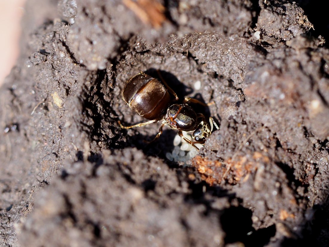 /Lasius niger, samička v zemní komůrce s vajíčky.