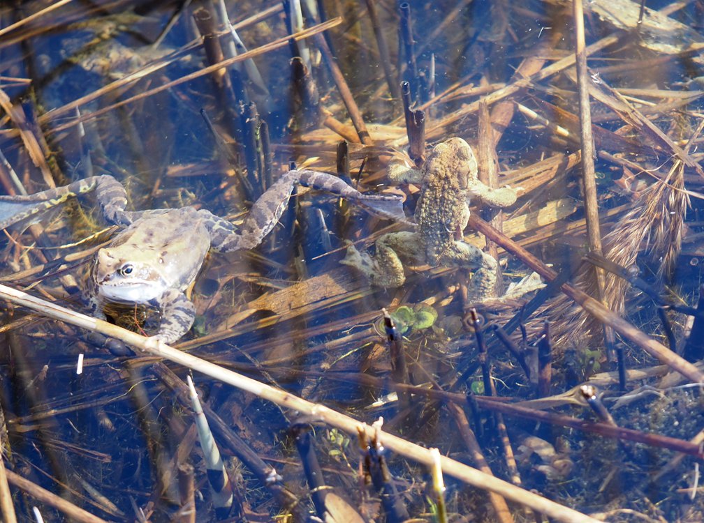 /Skokan a malá ropucha ve vodě vedle sebe. /Skokan a malá ropucha ve vodě vedle sebe.