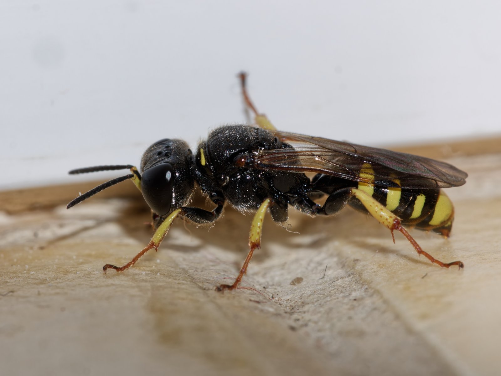 /Ectemnius lapidarius - foto-Radim-Herman