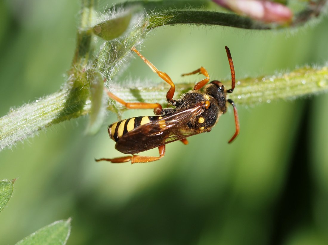 /Nomada sexfasciata na vikvi.