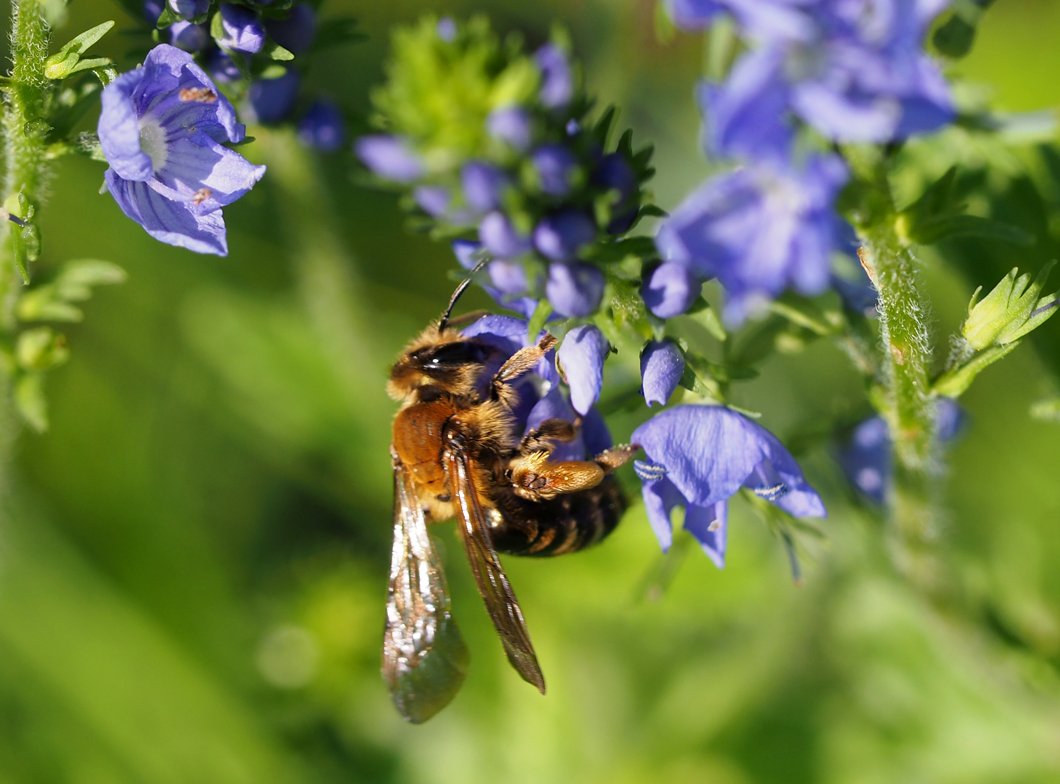 /Pískorypka Andrena curvungula, samička. /Pískorypka Andrena curvungula, samička.