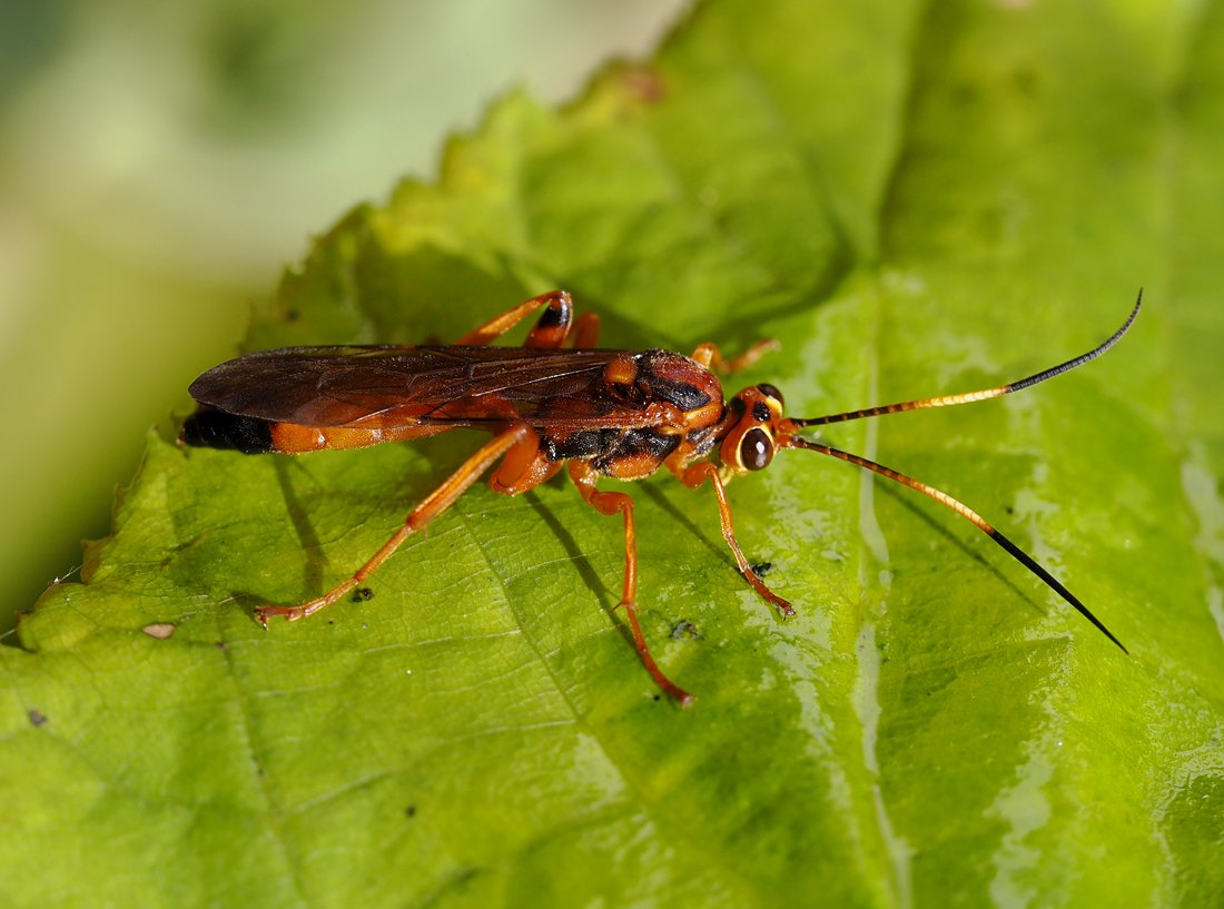 /Lymantrichneumon disparis na listu lípy.