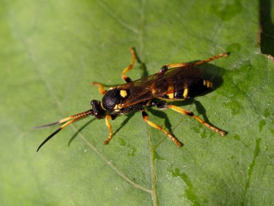 Lumek Ichneumon xanthorius