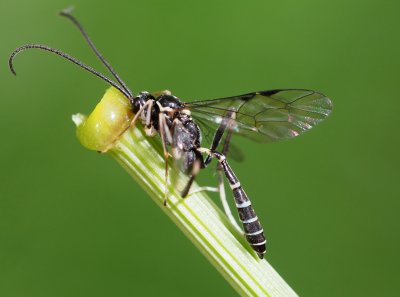 Lumek Nippocryptus sp.