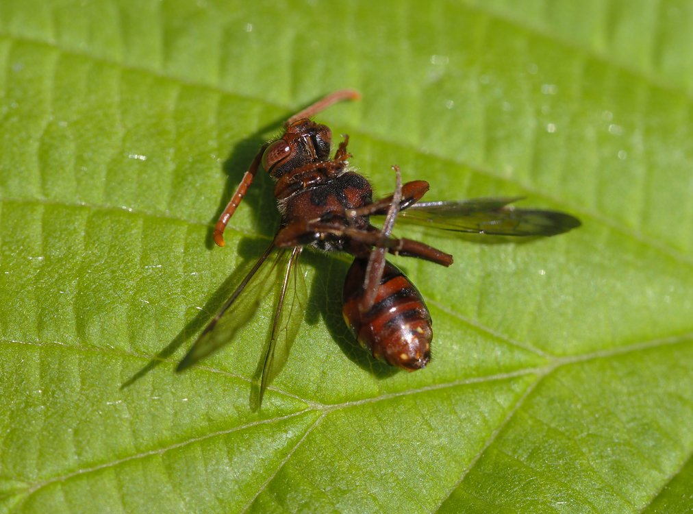 /Nomada ruficornic, spodní strana těla.