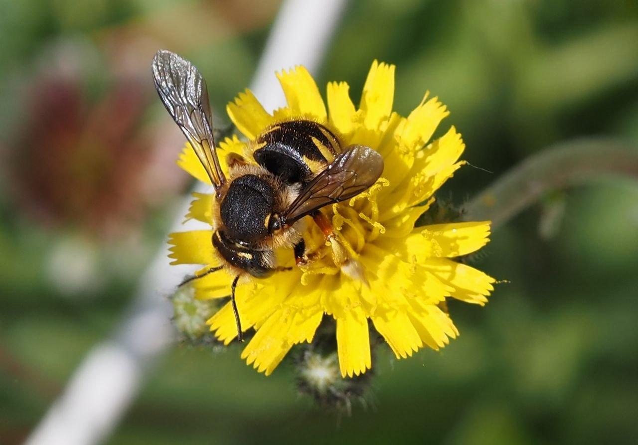 /Pilosella bauhini s vlnařkou na květech.