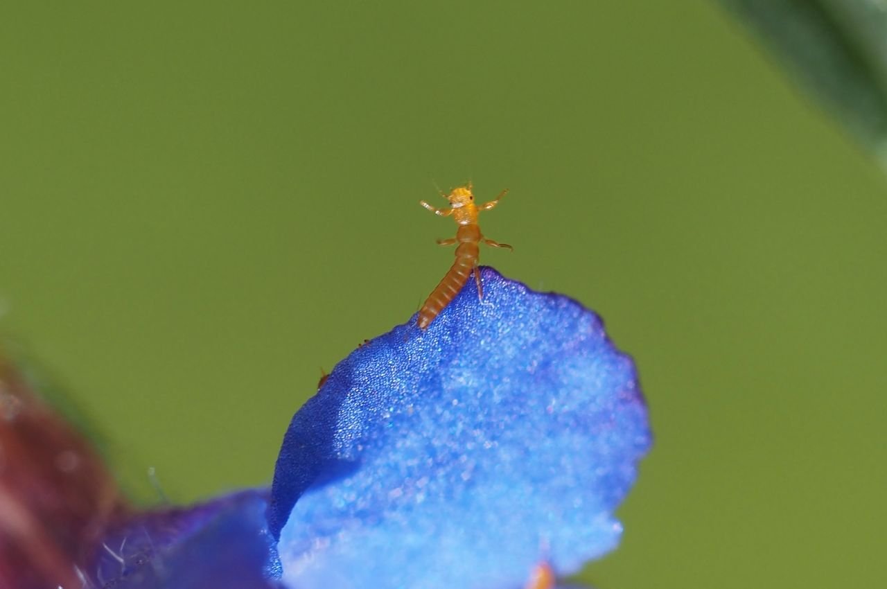 /Triungulin čeká na včelu samotářku. /Triungulin čeká na včelu samotářku.