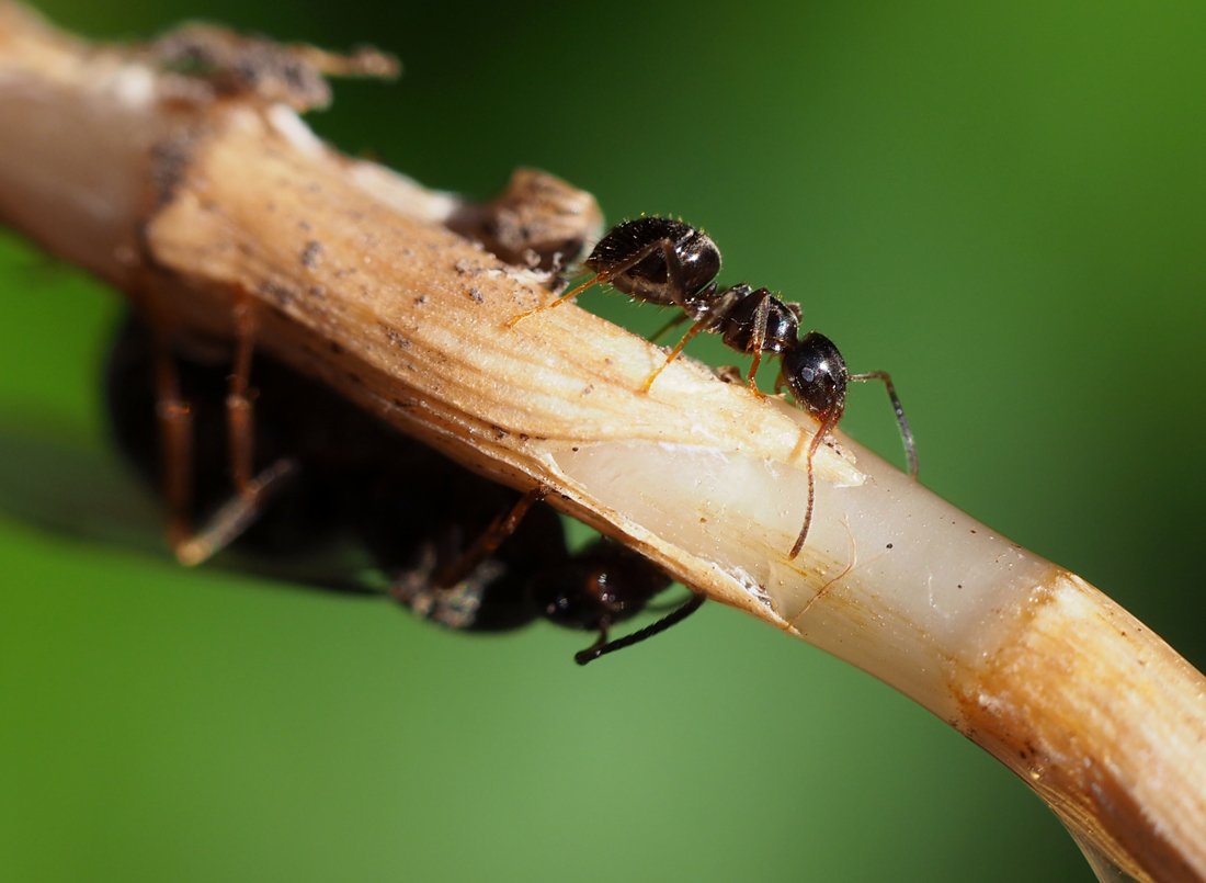 /Dělnice Lasius niger, foto z boku.