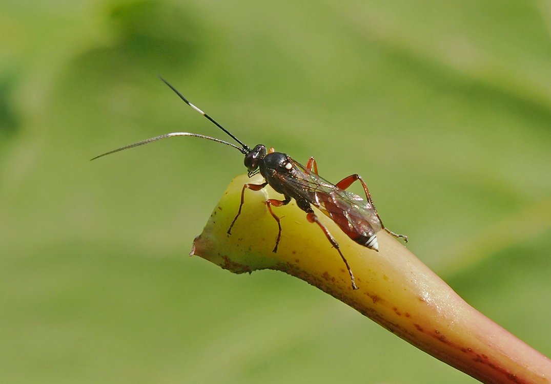 /Drobný,krásně barevný lumek, fotografovaný z boku. /Drobný,krásně barevný lumek, fotografovaný z boku.